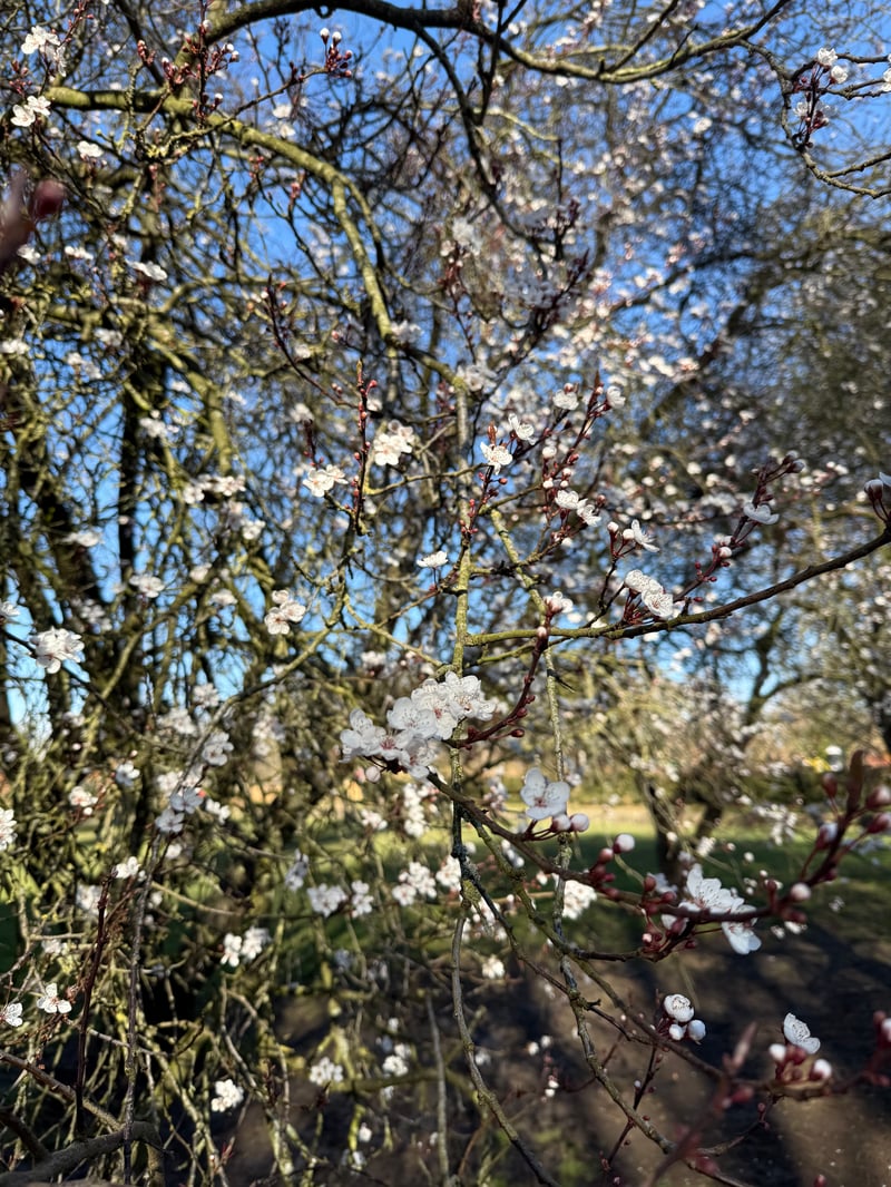 Blossom, of some type