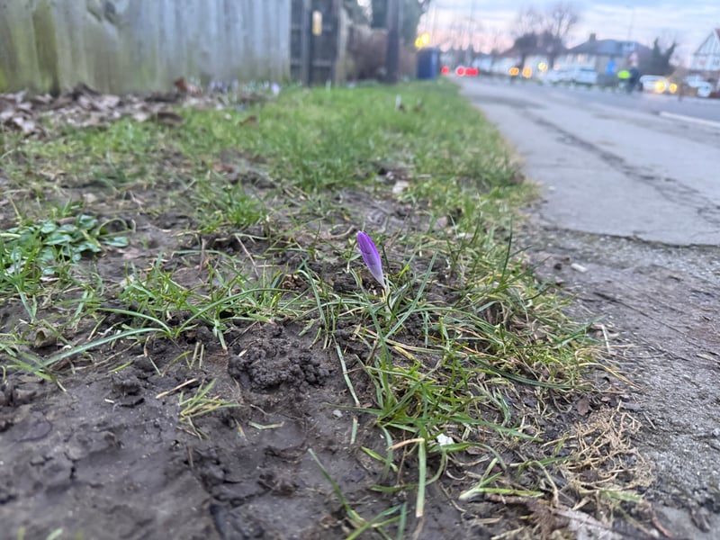 Improbably crocuses